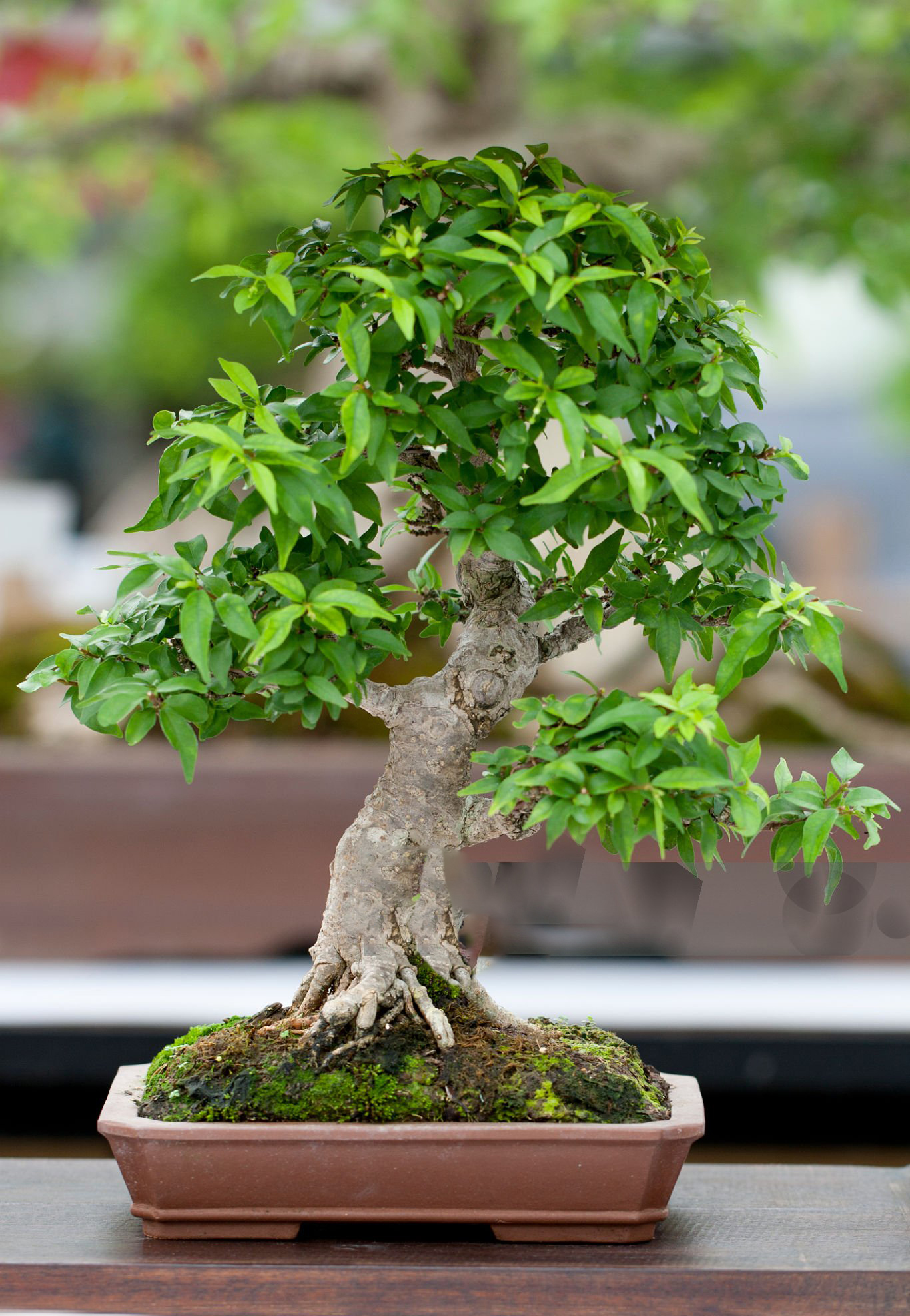 Bonsai 4